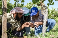 Photo: ©FAO/Heba Khamis